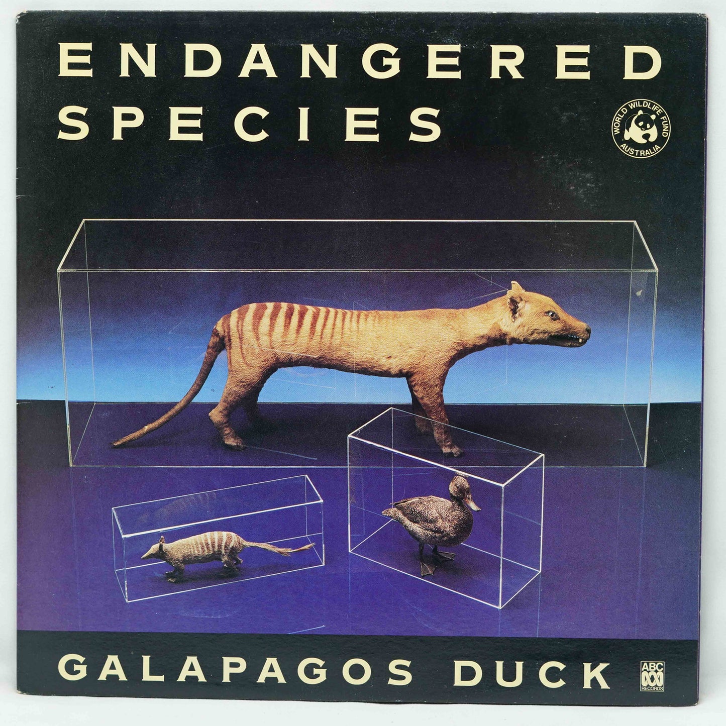 Galapagos Duck – Endangered Species