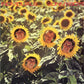 Sunnyboys : Individuals (LP, Album, Gat)